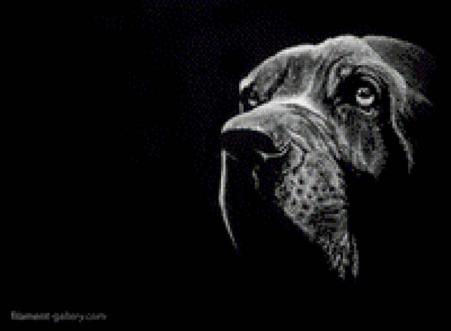 пес - предпросмотр