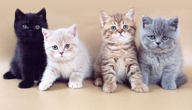 Котятки - кошки, котята, животные - оригинал