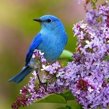 Схема вышивки «птица счастья»