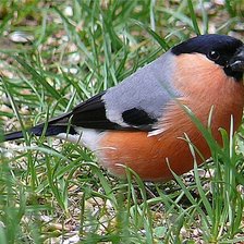 Схема вышивки «снегирь»