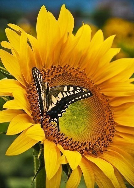 №789920 - оригинал