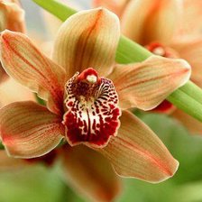 Схема вышивки «Орхидея»