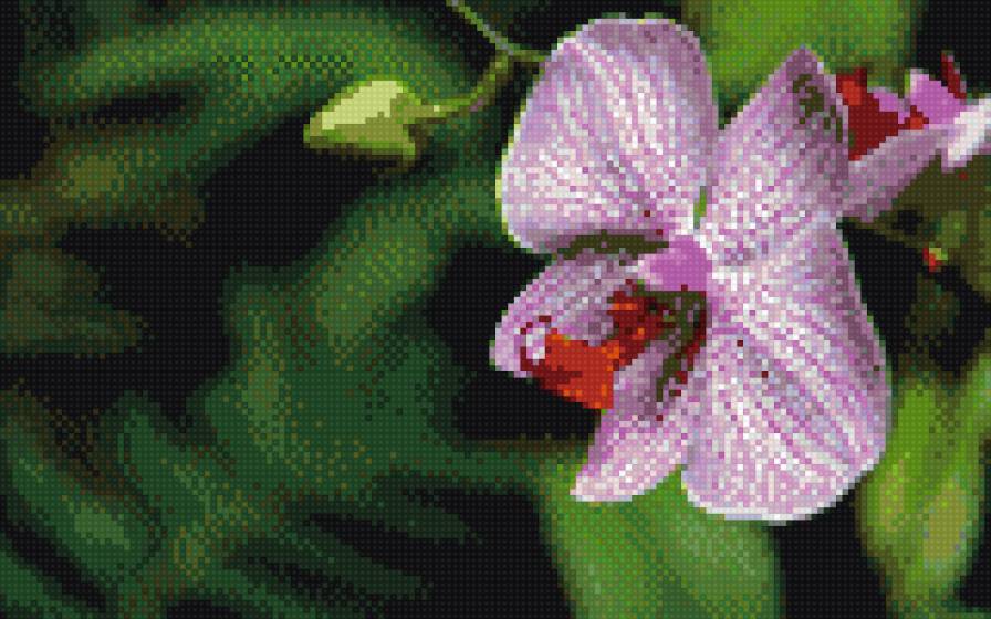 Орхидея - предпросмотр