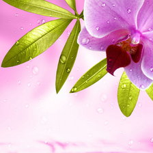 Схема вышивки «Орхидея»