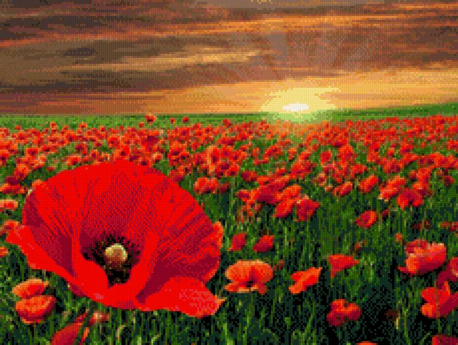 Маки - цветы - предпросмотр