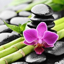 Схема вышивки «Орхидея»