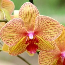 Схема вышивки «Орхидея»