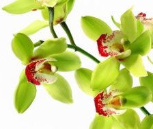 Схема вышивки «Орхидея»