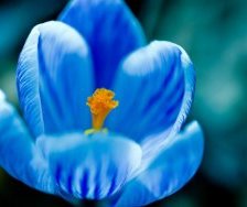 Схема вышивки «Орхидея»