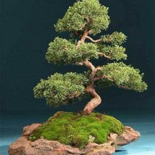 Схема вышивки «бонсай»