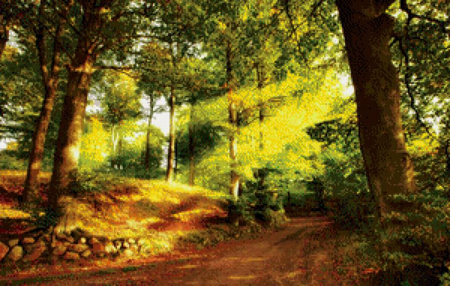 Летний сосновый лес - лес, лето, сосны - предпросмотр