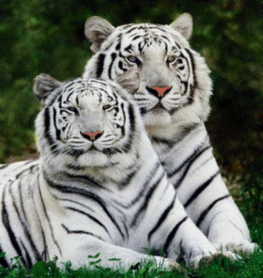 Тигры - предпросмотр