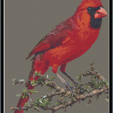 Схема вышивки «Красный кардинал»