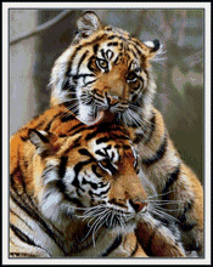 тигры - тигры - предпросмотр