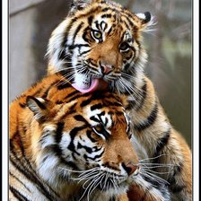 Схема вышивки «тигры»