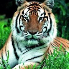 Схема вышивки «тигр»