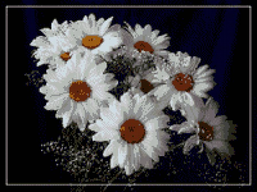 Ромашки на чорному - ромашки, квіти - предпросмотр