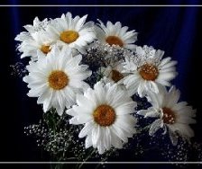 Схема вышивки «Ромашки на чорному»