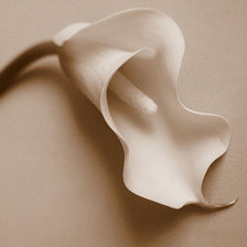 Схема вышивки «Калла»