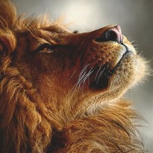 Схема вышивки «Лев»