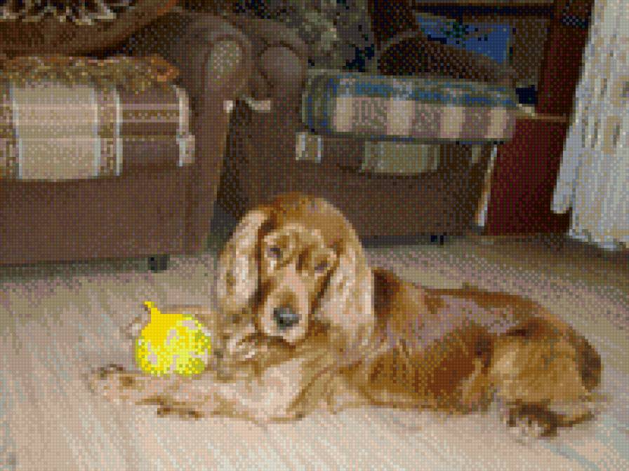 Тобиас и шарик - собака - предпросмотр