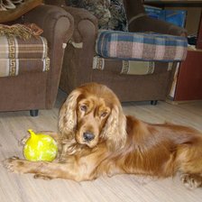 Схема вышивки «Тобиас и шарик»