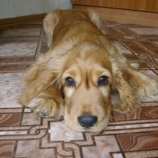 Схема вышивки «Тобиас»