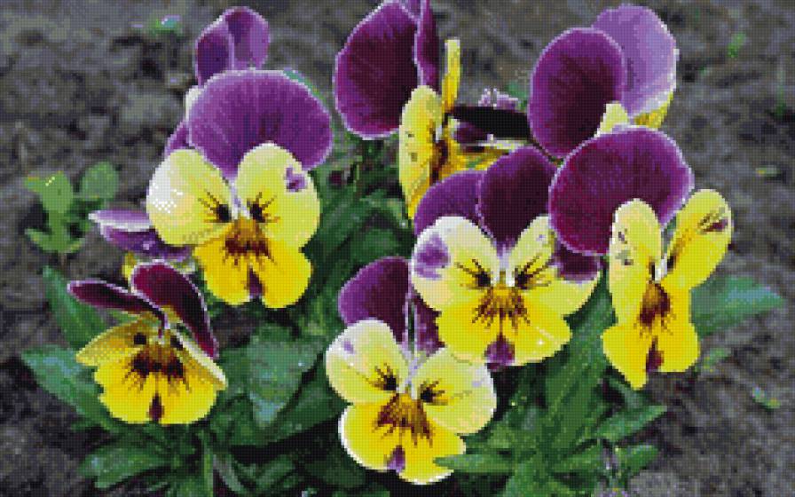 Фиалки 2 - цветы, фиалки, анютины глазки - предпросмотр