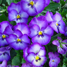 Схема вышивки «Фиалки 3»