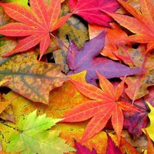 Схема вышивки «Буйство красок.»