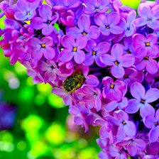 Схема вышивки «веточка сирени»