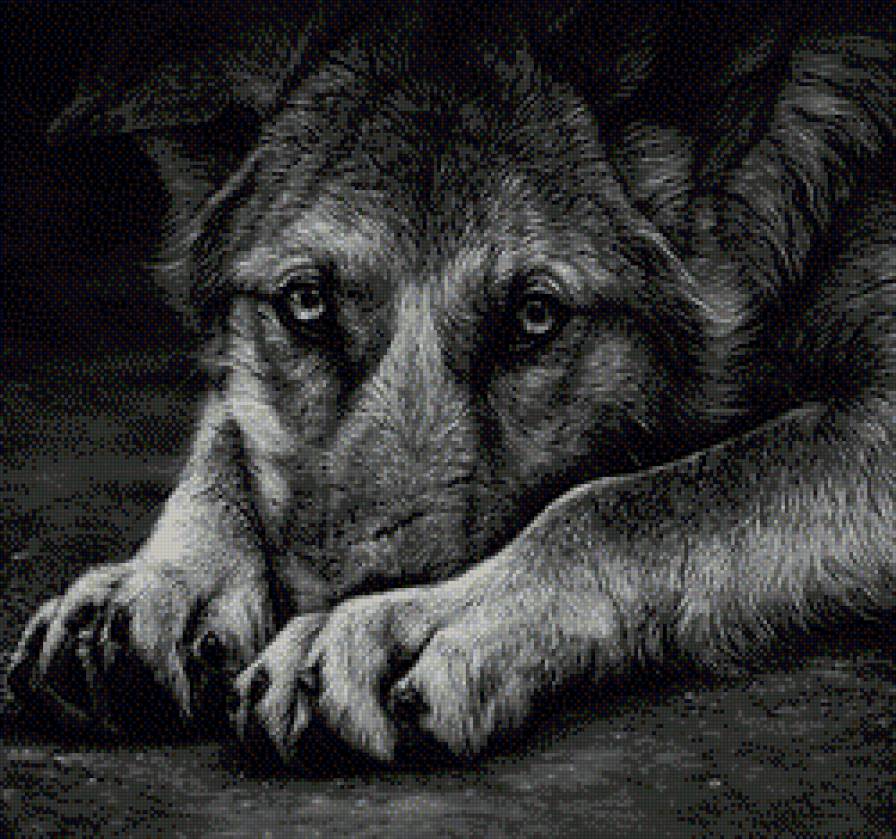 Грустные глаза - животные, собака - предпросмотр