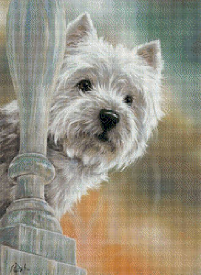 Вестик - собака, вест - предпросмотр