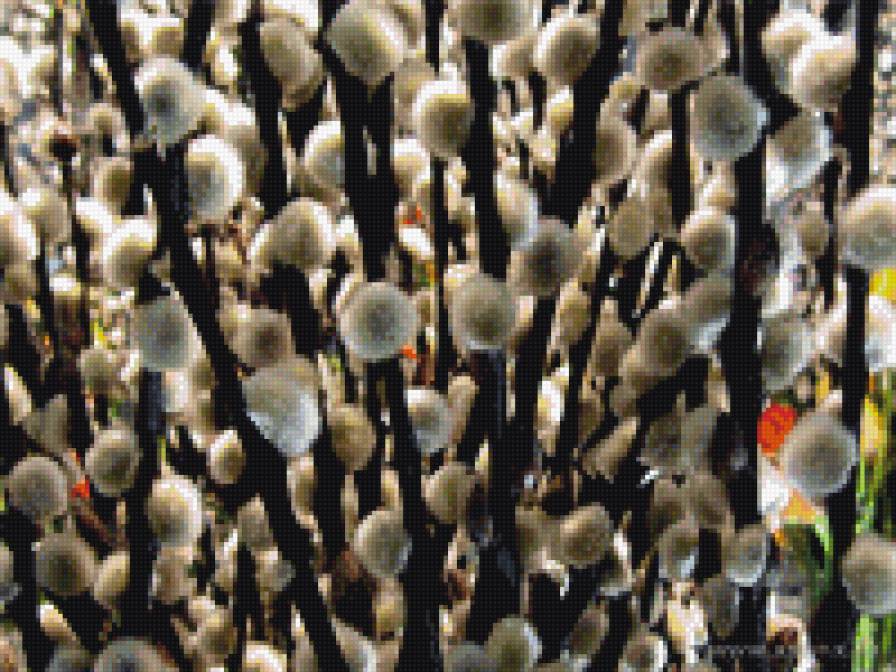 верба - предпросмотр