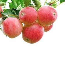 Схема вышивки «яблочки»