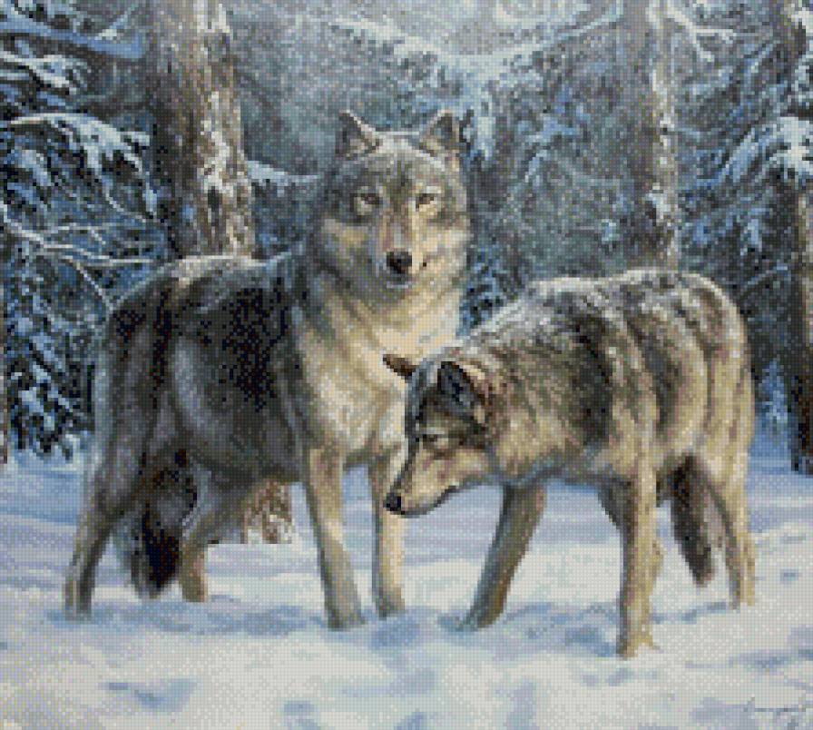 Пара волков - зима, природа, звери, волки, лес - предпросмотр