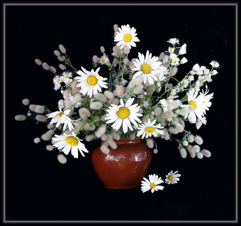 ромашки - цветы, черный фон - оригинал