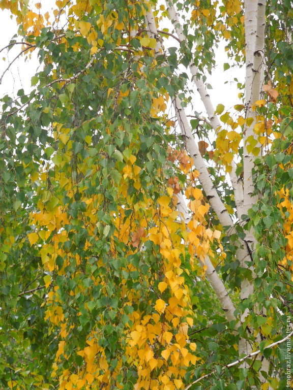 береза - оригинал