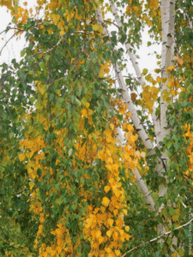 береза - предпросмотр