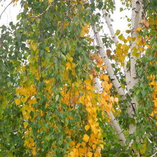 Схема вышивки «береза»