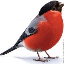 Схема вышивки «Снегирь»