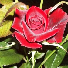 Схема вышивки «Роза»