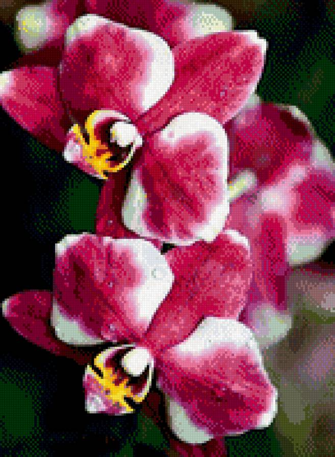 №792010 - орхидеи, цветы - предпросмотр