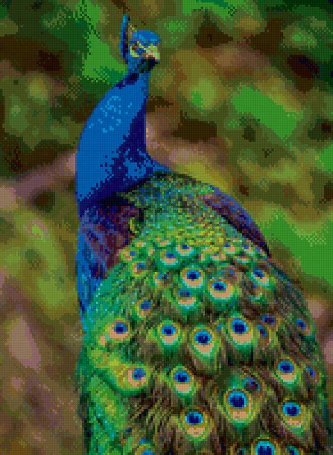 №792024 - птицы, павлин - предпросмотр