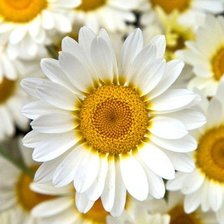 Схема вышивки «№792026»