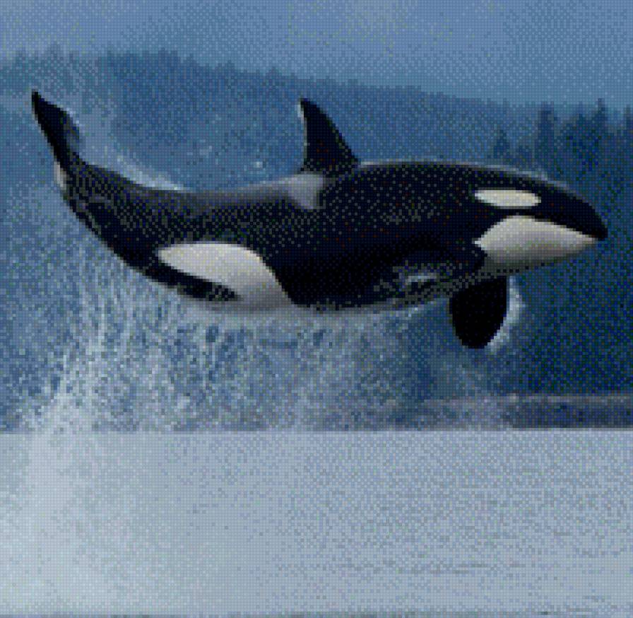 №792036 - косатка, рыбы, красота, кадр - предпросмотр