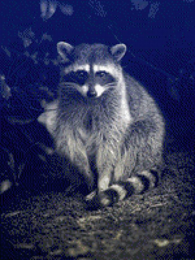 №792140 - звери, животные, енот - предпросмотр