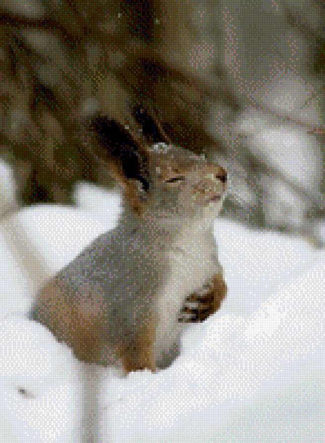 №792145 - белки, звери, животные - предпросмотр