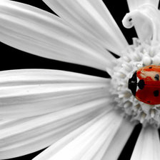 Схема вышивки «жучек и цветок»