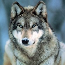 Схема вышивки «Взгляд волка - подушка»